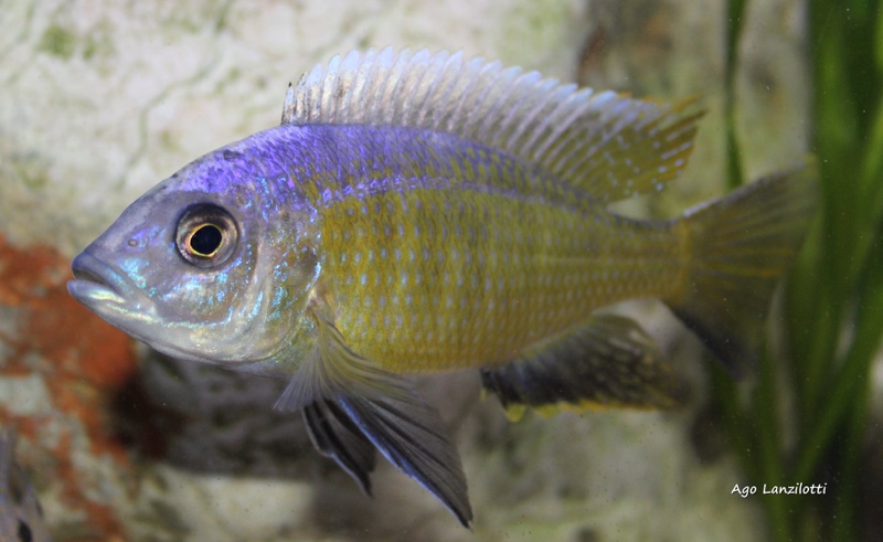 Otopharynx tetraspilus